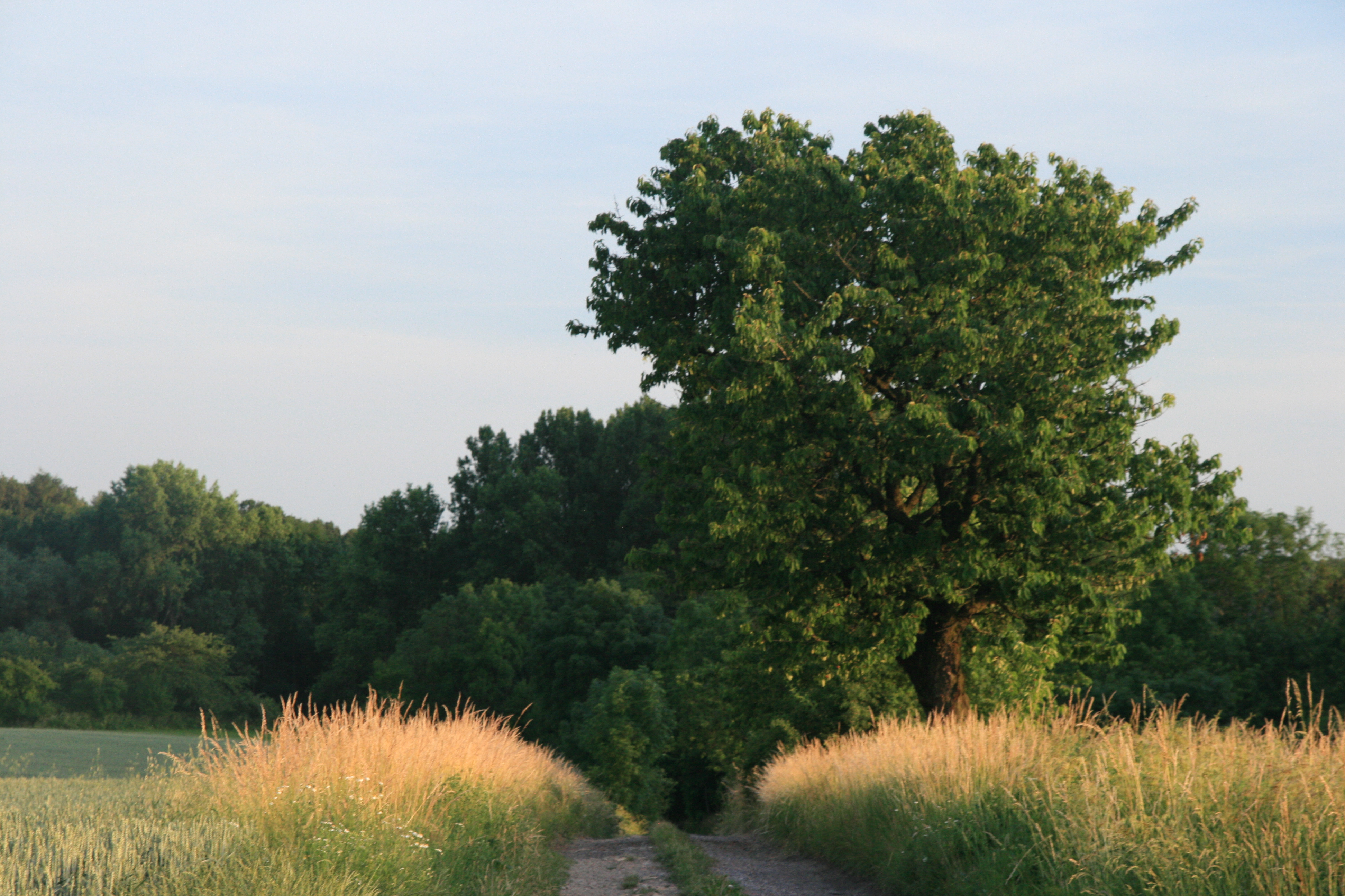 Farmářské slavnosti-u-Dašků-2011 010